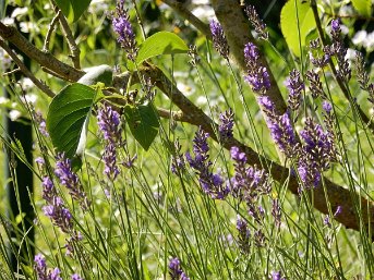 Karin_Berger_DSCN8512 der Lavendel schmiegt sich an den Fliederbusch und bietet den Insekten ganz viel nahrhaftes - Karin Berger, Lauf-Heuchling