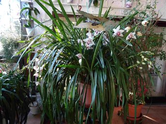 Elfriede_Wissmueller_DSC03466 Orchidee