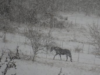 Karin_Berger_DSCN3268 immer schön bewegen, den Schnee abschütteln