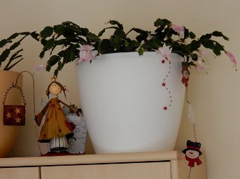 Karin_Berger_DSCN3292 pünktlich zum 1. Advent, blüht er wieder