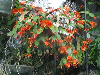 Kaktus im Wintergarten Kaktus im Wintergarten, Elfriede Wissmüller, Schwarzenbruck-Lindelburg