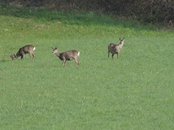 Wissmueller_Rehe Die Rehe kommen wieder auf die Wiese. Elfriede Wissmüller, Schwarzenbruck-Lindelburg