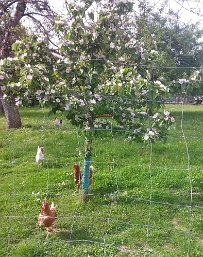 Margit_Hiesinger_20210601_184944 Das Quittenbäumchen in voller Blüte - drei Wochen später als in den letzten Jahren - Margit Hiesinger, Burgthann-Schwarzenbach