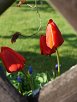 Helmut_Leonhardt_Tulpen vom Zaun gerahmt Tulpen vom Zaun gerahmt, Helmut Leonhardt, Winkelhaid